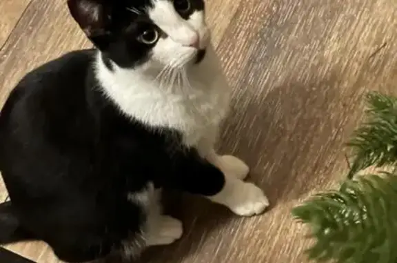 Missing cat Las Vegas, photo: Lost male cat, Pacer Avenue, North Las Vegas - Black & White with Purple Collar