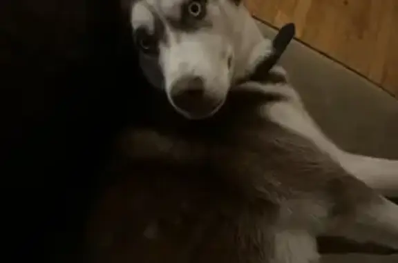 Lost male dog, Guardian Drive, Toledo - pink/brown nose - photo