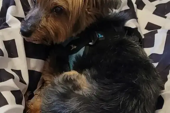 Lost male dog, County Road 720, Springdale - Yorkie with harness - photo