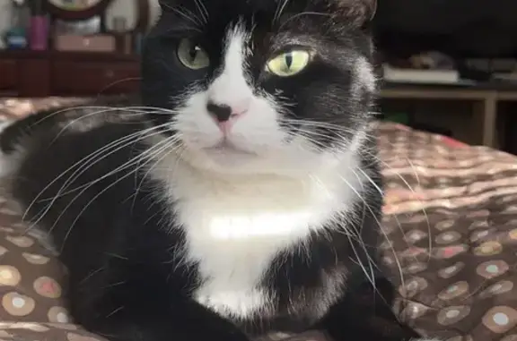 Lost female cat, North Cresthaven Lane, Lehi - unique nose mark - photo