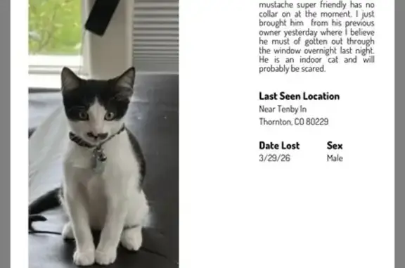 White and black with a half mustache. Indoor cat does not have a current collar on. I just got him yesterday from a rehoming situation. Hes probably timid but relies heavily on his sister that he is bonded to.