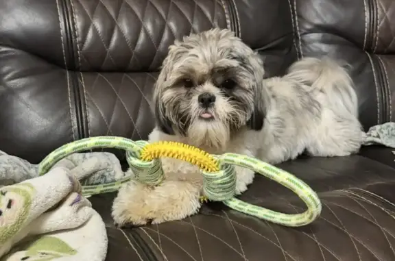 Lost male dog, Phelps Road, Wake Forest - multiple colors - photo