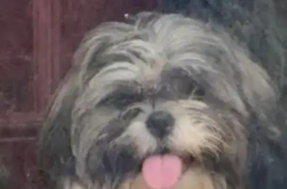Lost Dogs in Franklinton, North Carolina | Find Missing Dogs | Pet911