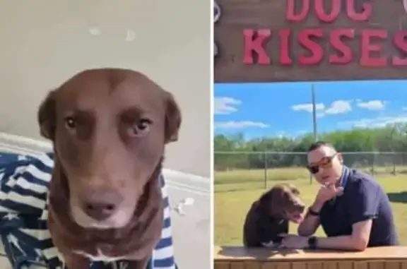 Lost female dog, Pino Azul Drive, 6630, Brownsville - Chocolate Labrador - photo