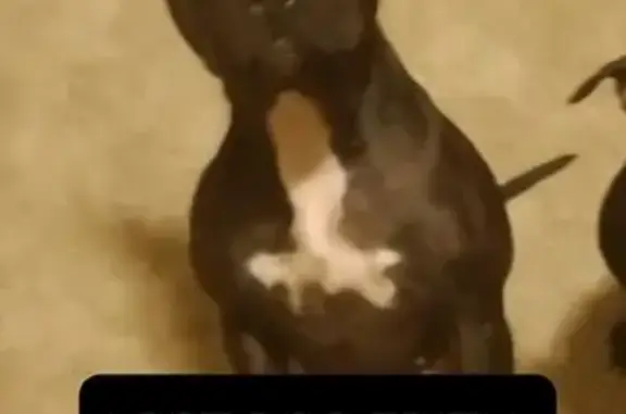 Lost female dog, 16th Avenue South, St. Cloud - white patch on chest - photo