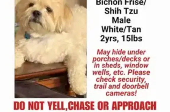 Lost male dog, Allen Avenue, 1077, Saint Paul - blue collar, chipped - photo