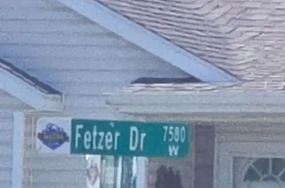 Found dog Magna, photo: Found male dog, Perennial Drive, Magna