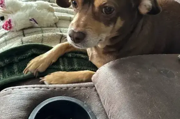 Missing dog Female, West Lawn (usl533730) - photo