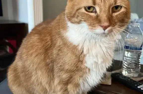 Missing cat Louisville, photo: Lost male cat, Saint Matthew’s area, Louisville