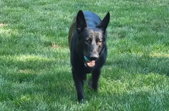 Lost female dog, Zeb Ferguson Road, Siler City - Black German Shepard with pink collar - photo