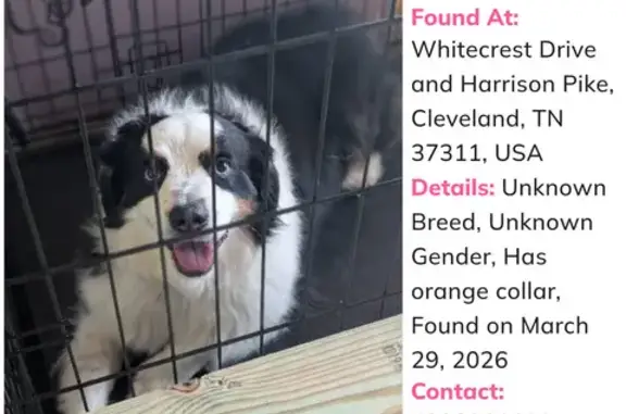 Found dog Hopewell, photo: Found dog, Whitecrest Drive Northwest, Hopewell - orange collar