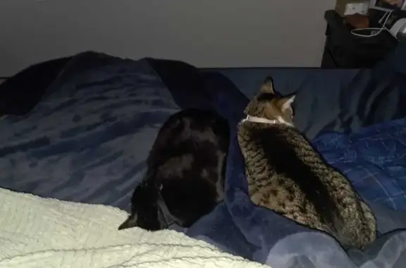 Lost female cat, Beachwood, New Jersey - collar with QR code - photo