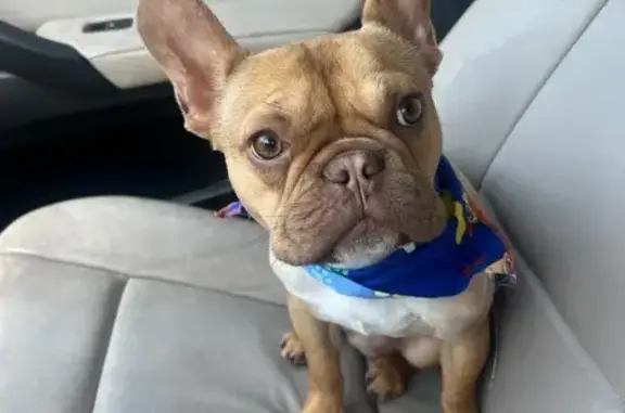 Lost male dog, Northwest 95th Terrace, Miami - photo