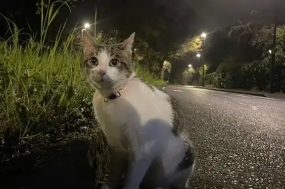 Animaux trouvés Paris, photo: Trouvé Chat homme, Rue Louis Arretche, 13, Rennes - blanc tigré avec collier rose