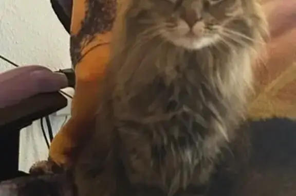 Missing cat Portland, photo: Lost female cat, Southwest 90th Avenue, Tualatin - poofy feather-duster tail