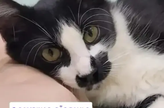 Gato desaparecido Macho (brl002554) - photo