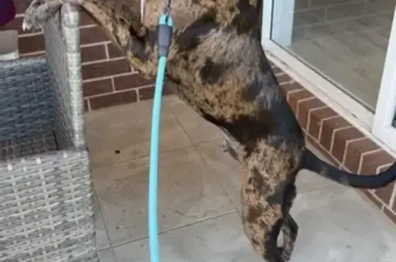 Lost male dog, Warbler Court, City of Ballarat - brindle colour, food driven - photo