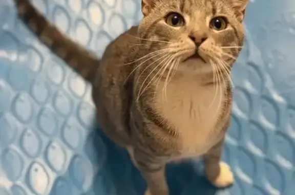 Missing cat Male, Ona (usl533742) - photo