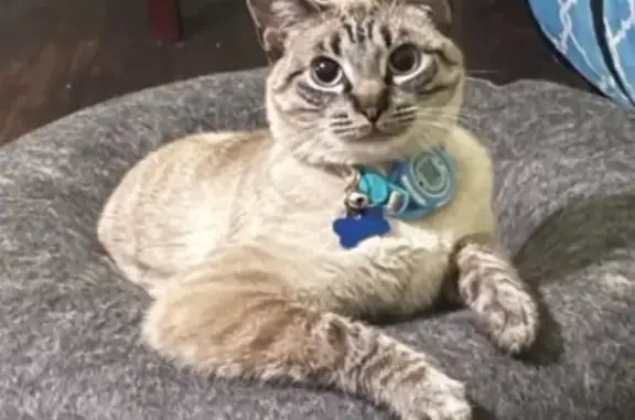 Lost male cat, Yukon Drive, Burleson - tan/beige with grey paws - photo