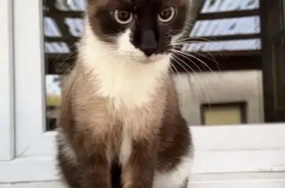 Chat perdu, Cité Robert, Dourges - mâle castré aux yeux bleus - photo