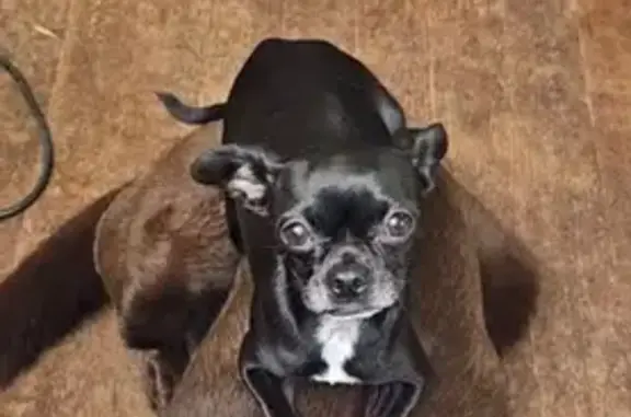 Missing dog Female, San Pablo (usl533744) - photo