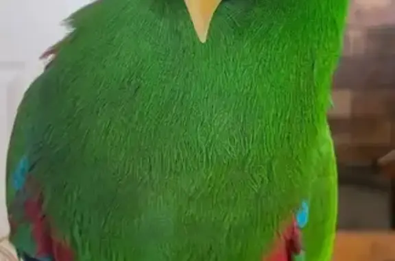 Lost pets Mareeba, photo: Lost male bird, Pares Street, Mareeba - large green eclectics