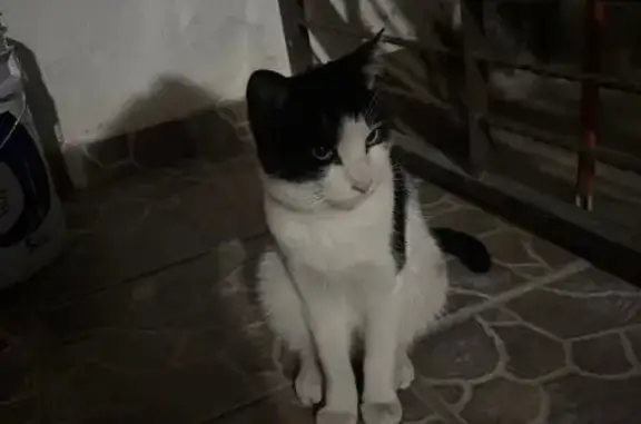 Gato encontrado Zapopan, foto: Encontrado gato masculino, Pino Suárez, 344-B, Zapopan - negro y blanco con collar perlado