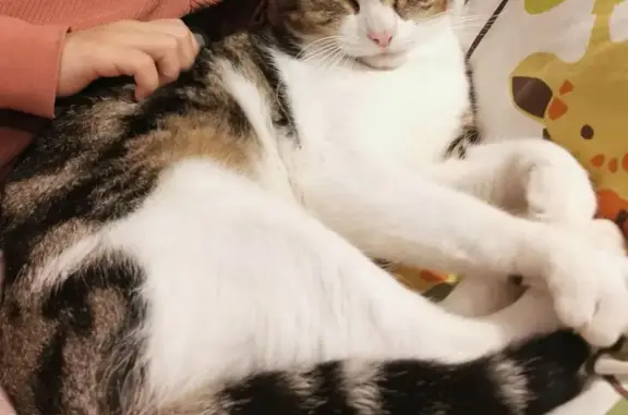 Animaux perdus Paris, photo: Chat perdu, Les Sus, 37, Forcalqueiret - homme sociabilisé