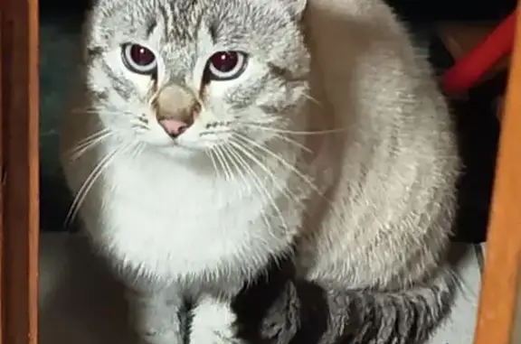 Animaux trouvés Hénin-Beaumont, photo: Trouvé Chat, Rue César Willefert, Hénin-Beaumont - jeune beige gris clair