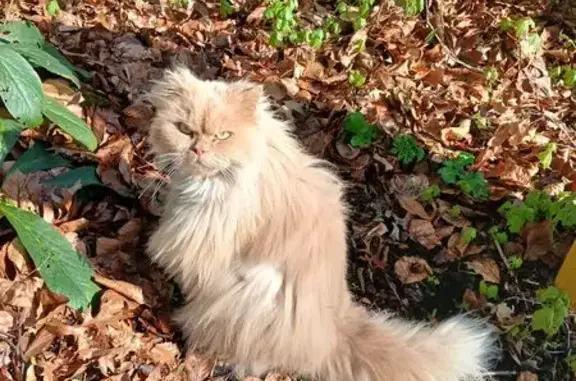 Chat trouvé Lille, photo: Trouvé Chat, Square de Flandre, 3, Lille - pelage très abîmé