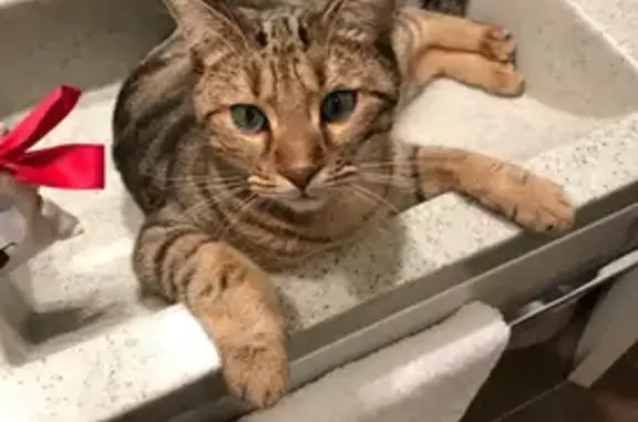 Perdu chat mâle, Rue Romain Rolland, 11B, Auxerre - tigré comme un Bengal - photo