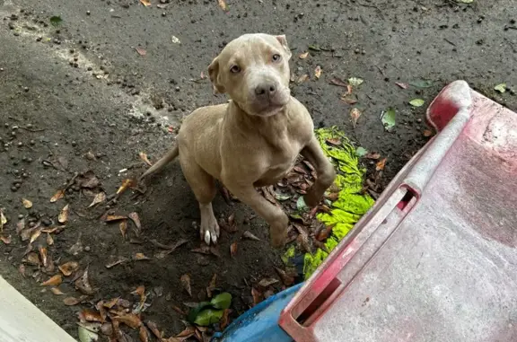Lost and found pets Macon, photo: Found female dog, Mint Green Lane, 2620, Macon - tan/brown with white spots