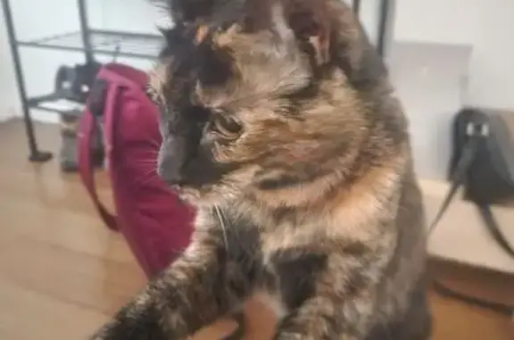 Lost female cat, Lantana Avenue, City of Whittlesea - dark tortoise shell - photo
