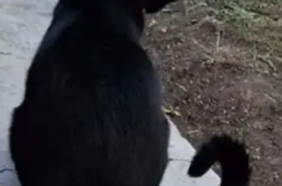 Lost male cat, Everett Avenue, Tacoma - all-black with orange collar - photo