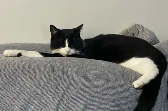 Lost male cat, Hartington Street, Kew - black and white, microchipped - photo