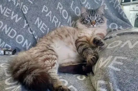 Perdu chat mâle, Bernay, Lyon - tabby point - photo