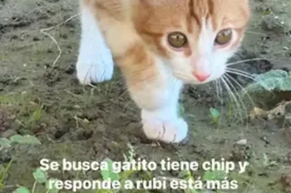 Animales perdidos Cordoba, foto: Gato perdido Macho, Cordoba (sl495289)