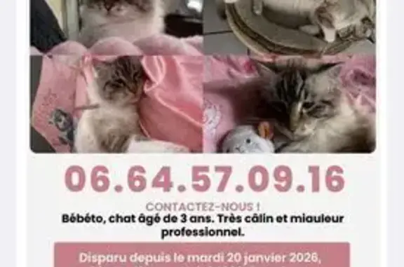 Perdu chat mâle, Allée des Glycines, Entraigues-sur-la-Sorgue - grand aux yeux bleus - photo