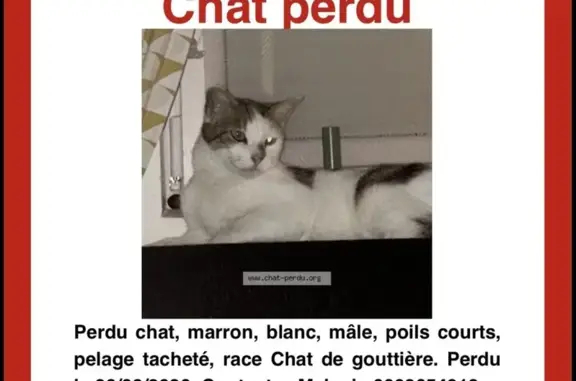 Animaux perdus Paris, photo: Chat perdu, Louvroil, Paris