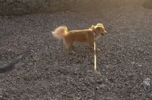 Perdido perro hembra, Villabuena del Puente, Vigo - pequeña de 14 años - photo