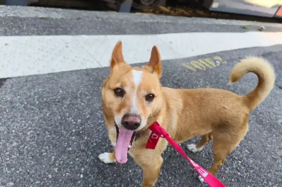 Chien trouvé Bastia, photo: Chien trouvé, Bastia, Corse - fauve et affectueux