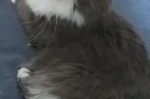 Chat perdu, Paris - femelle grise et blanche - photo