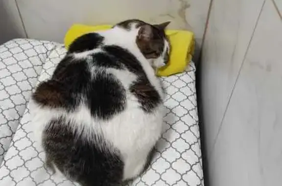 Зникла кішка, Дружня вулиця, К...