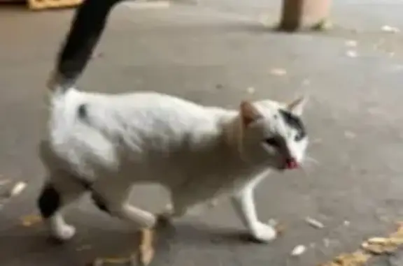 Animaux trouvés Albi, photo: Chat trouvé, Place Jean Jaurès, 52, Albi - blessure à la queue