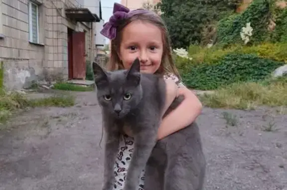 Зникла кішка, Пересопницька вулиця, 187, Рівне - сіренька з густою шубкою - photo