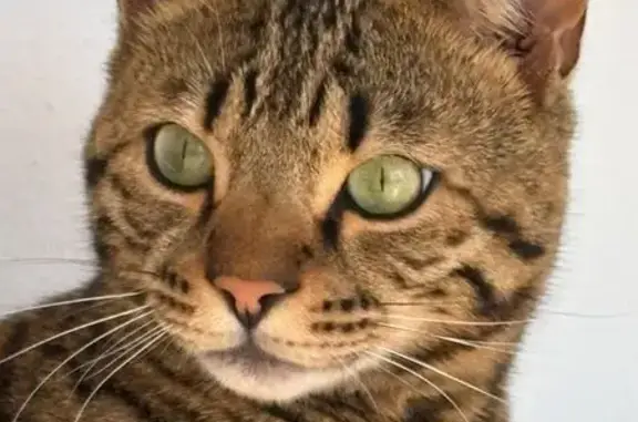 Perdido gato masculino, Carrer de l'Albatros, 5, Jesús, Ibiza - photo