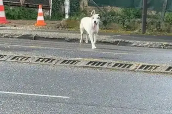 Animaux trouvés Charleville-Mézières, photo: Trouvé Chien, Avenue Carnot, Charleville-Mézières - grand, blanc avec côté marron