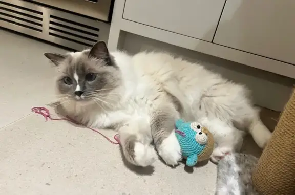 Lost male cat, Woodstock Road, Witney - blue mitted ragdoll - photo