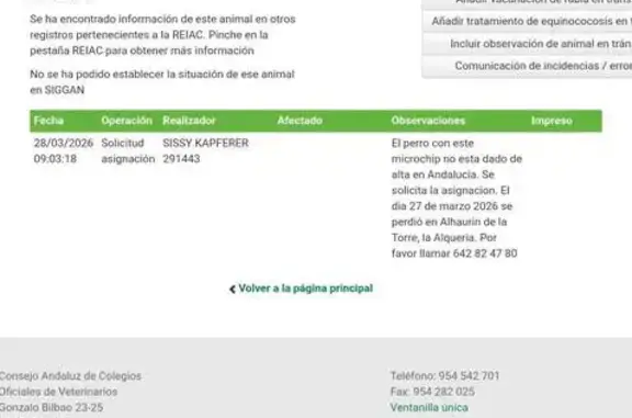 Perdido perro masculino, Diseminado No Urbanizable, 22, Alhaurin de la Torre - pelo largo blanco - photo