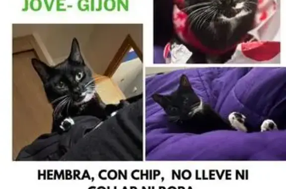Perdido gato hembra, Cam. de la Ería de Polía, Gijón - negra con pintas blancas - photo